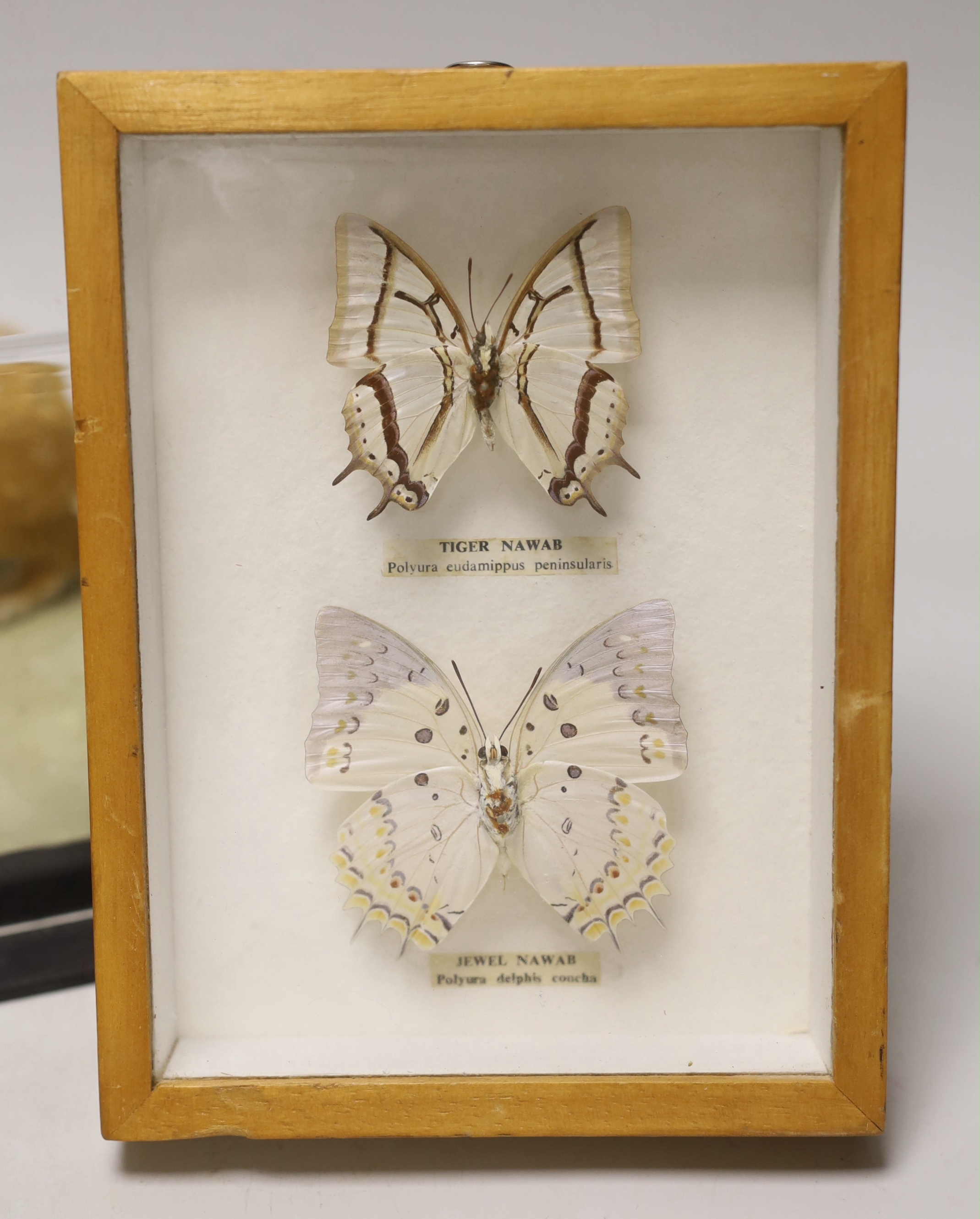 A cased museum mounted taxidermy specimen of a stoat and two mounted moths
